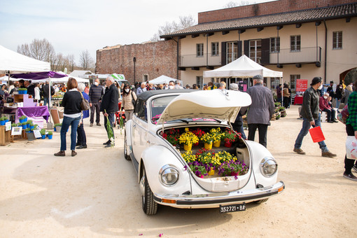 “Fiorissimo” torna al Castello di Novara: tre giorni dedicati a fiori, piante e creatività “Fiorissimo” torna al Castello di Novara: tre giorni dedicati a fiori, piante e creatività