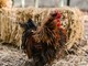 Coldiretti Piemonte: bene fondi per filiera avicola per competitività e benessere animale