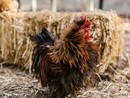 Coldiretti Piemonte: bene fondi per filiera avicola per competitività e benessere animale Coldiretti Piemonte: bene fondi per filiera avicola per competitività e benessere animale