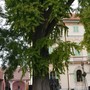 In Piemonte 319 alberi monumentali: l'analisi di Coldiretti