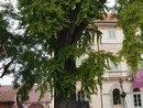 In Piemonte 319 alberi monumentali: l'analisi di Coldiretti