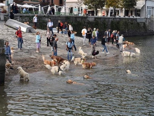 Raduno di Golden Retriever ad Arona: una giornata di festa per i dolci dorati