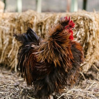 Coldiretti Piemonte: bene fondi per filiera avicola per competitività e benessere animale