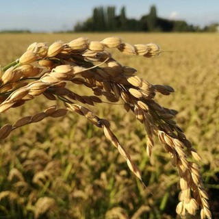 Riso, Coldiretti Piemonte: “Servono interventi urgenti”