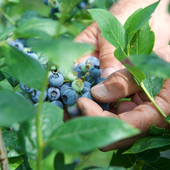 Dalla terra al consumatore: la filiera corta di Joinfruit Dalla terra al consumatore: la filiera corta di Joinfruit