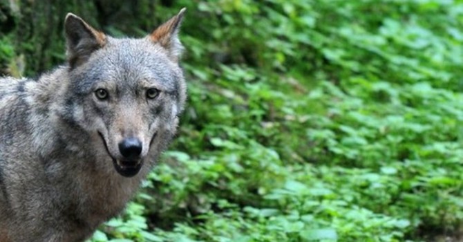 Lupi e animali selvatici, contributi anche nel novarese per rafforzare la difesa degli allevamenti