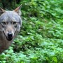 Lupi e animali selvatici, contributi anche nel novarese per rafforzare la difesa degli allevamenti Lupi e animali selvatici, contributi anche nel novarese per rafforzare la difesa degli allevamenti