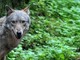 Lupi e animali selvatici, contributi anche nel novarese per rafforzare la difesa degli allevamenti
