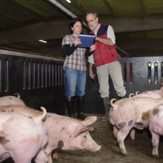 Coldiretti Novara-Vco -Peste suina: serve un cambio di passo per evitare di abbattere senza motivo migliaia di maiali sani
