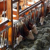 Emissioni di ammoniaca in agricoltura, proroga a sette anni per le aziende già adeguate Emissioni di ammoniaca in agricoltura, proroga a sette anni per le aziende già adeguate