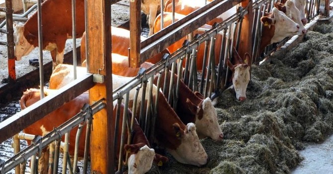 Emissioni di ammoniaca in agricoltura, proroga a sette anni per le aziende già adeguate