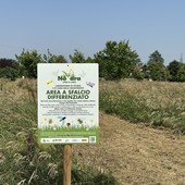 Erba alta per la biodiversità: a Novara il verde urbano parla alle api