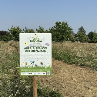 Erba alta per la biodiversità: a Novara il verde urbano parla alle api