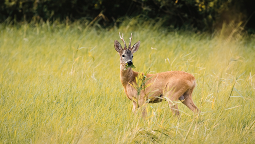 Fauna selvatica in Piemonte: nuovi criteri per il ripopolamento