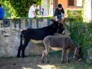 Annullato il Palio degli Asini di Cameri