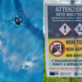 Popillia japonica, vertice in Regione per valutare le  strategie di lotta al coleottero nemico delle colture Popillia japonica, vertice in Regione per valutare le  strategie di lotta al coleottero nemico delle colture
