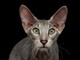 Petsfestival 2021: il gatto è sempre più protagonista Petsfestival 2021: il gatto è sempre più protagonista