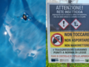 Popillia japonica al via il piano di azione 2025 per contenerne la diffusione Popillia japonica al via il piano di azione 2025 per contenerne la diffusione