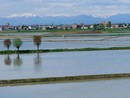 Coldiretti Novara-Vco – Riso: no al riconoscimento dell’Igp Basmati proposto dal Pakistan