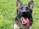 Trecate, arriva Mitch: il nuovo cane antidroga che raccoglie l’eredità di Baldo