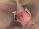 "Fatti Fiore": la fotografia di Chiara Cerri in mostra a Palazzo Tornielli "Fatti Fiore": la fotografia di Chiara Cerri in mostra a Palazzo Tornielli
