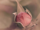 &quot;Fatti Fiore&quot;: la fotografia di Chiara Cerri in mostra a Palazzo Tornielli
