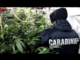 Ventottenne novarese arrestato ad Aprilia, in una serra sotterranea aveva 14 chili di marijuana