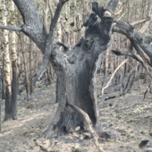 Incendi boschivi, oltre mille roghi in sei mesi: il Piemonte tra le regioni più colpite dal caldo Incendi boschivi, oltre mille roghi in sei mesi: il Piemonte tra le regioni più colpite dal caldo