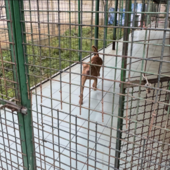 Approvato il progetto di riqualificazione del canile di via del Gazzurlo a Novara