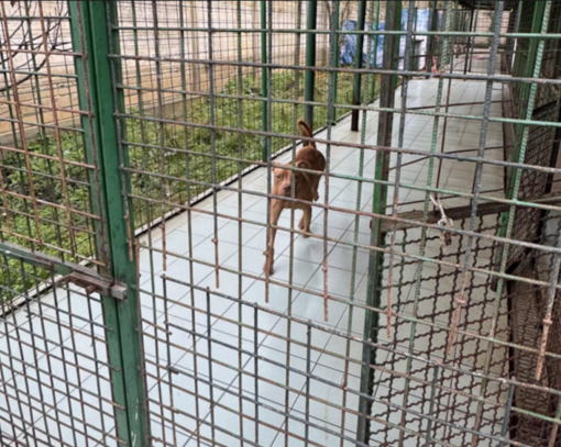 Approvato il progetto di riqualificazione del canile di via del Gazzurlo a Novara Approvato il progetto di riqualificazione del canile di via del Gazzurlo a Novara