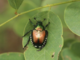 Popilia japonica, anche il nostro territorio tra le zone infestate