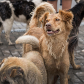 “Il Comune poteva fermarli”: il M5S attacca dopo i fuochi vicino al canile