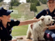 Estate e animali: la Polizia lancia l’allarme contro gli abbandoni