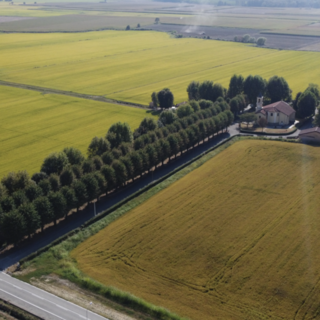 Agricoltura e cambiamenti climatici: a Novara due convegni per il futuro del riso