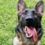 Trecate, arriva Mitch: il nuovo cane antidroga che raccoglie l’eredità di Baldo
