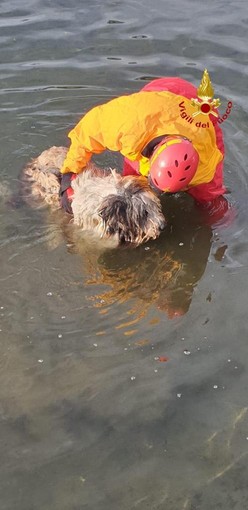 Cane cade nel canale, recuperato dai Vigili del Fuoco