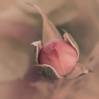 "Fatti Fiore": la fotografia di Chiara Cerri in mostra a Palazzo Tornielli