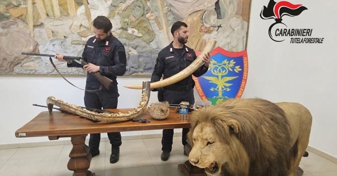 Trappole nei boschi del Ticino, poi il blitz: sequestrati armi e un leone impagliato Trappole nei boschi del Ticino, poi il blitz: sequestrati armi e un leone impagliato