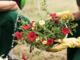 Import di fiori e piante in Italia raddoppiato in 5 anni: Coldiretti chiede reciprocità per tutelare i produttori nazionali