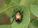 Popilia japonica, anche il nostro territorio tra le zone infestate