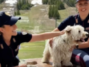 Estate e animali: la Polizia lancia l’allarme contro gli abbandoni