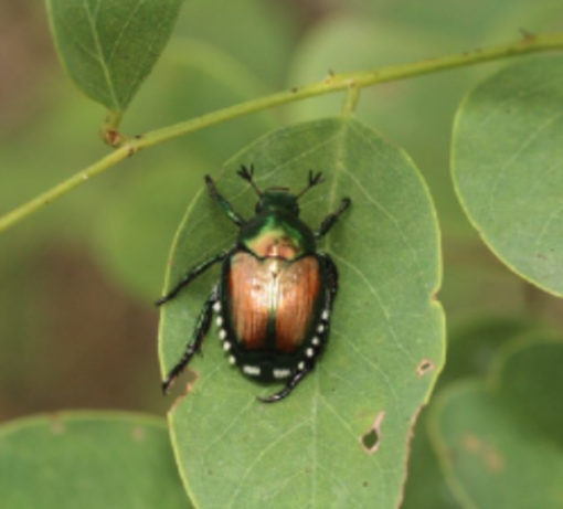 Popilia japonica, anche il nostro territorio tra le zone infestate