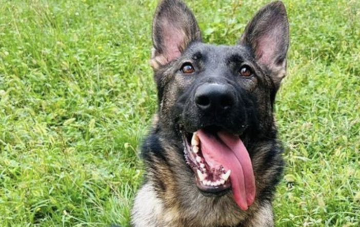 Trecate, arriva Mitch: il nuovo cane antidroga che raccoglie l’eredità di Baldo