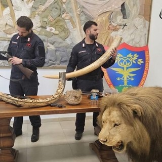 Trappole nei boschi del Ticino, poi il blitz: sequestrati armi e un leone impagliato