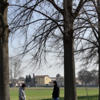 Dormelletto, alberi malati in via Tesio: al via controlli e possibili abbattimenti