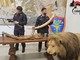 Trappole nei boschi del Ticino, poi il blitz: sequestrati armi e un leone impagliato Trappole nei boschi del Ticino, poi il blitz: sequestrati armi e un leone impagliato