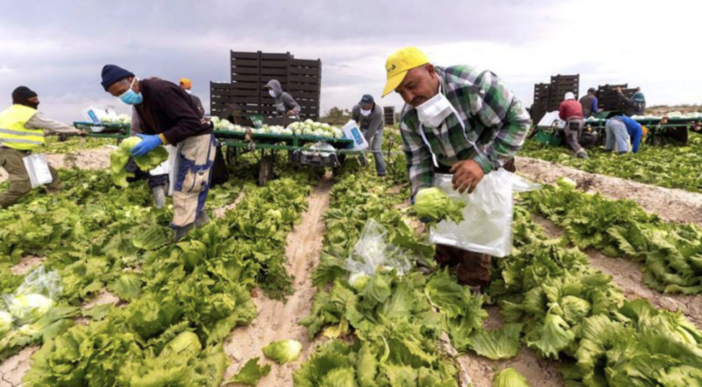 Decreto Flussi, Confagricoltura attacca: "Numeri insufficienti per il territorio piemontese" Decreto Flussi, Confagricoltura attacca: "Numeri insufficienti per il territorio piemontese"