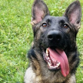 Trecate, arriva Mitch: il nuovo cane antidroga che raccoglie l’eredità di Baldo