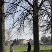 Dormelletto, alberi malati in via Tesio: al via controlli e possibili abbattimenti Dormelletto, alberi malati in via Tesio: al via controlli e possibili abbattimenti