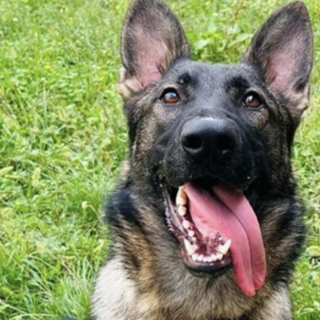Trecate, arriva Mitch: il nuovo cane antidroga che raccoglie l’eredità di Baldo